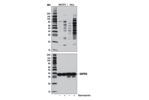 cleaved caspase substrate motif [de(t/s/a)d] multimab64 rabbit