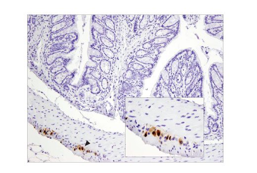 IHC-P (paraffin)