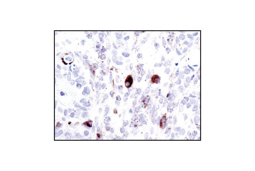 IHC-P (paraffin)