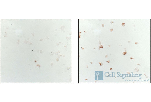 IHC-P (paraffin)