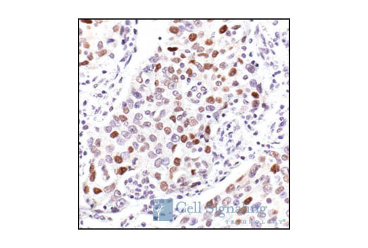 IHC-P (paraffin)