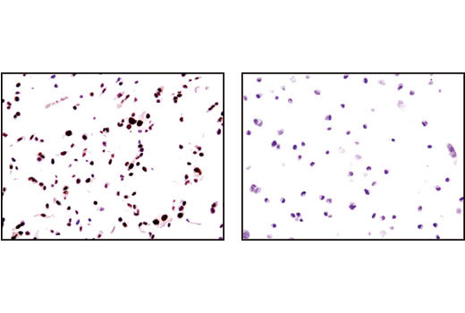 IHC-P (paraffin)