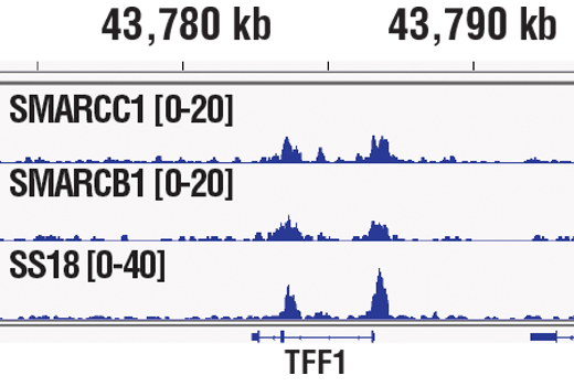 活性炭処理した5% FBSを含むフェノールレッド不含培地で4日間培養したMCF7細胞を、10 nM β-estradiolで45分間処理した後、クロスリンクしたクロマチンサンプルを調製しました。SMARCC1/BAF155 (D7F8S)、SMARCB1/BAF47 (D8M1X)、またはSS18 (D6I4Z) のいずれかと、このクロマチンサンプル、SimpleChIP® Plus Enzymatic Chromatin IP Kit (Magnetic Beads) #を用いてChIPを行いました。SimpleChIP® ChIP-seq DNA Library Prep Kit for Illuminaを用いて、DNAライブラリーを調製しました。SMARCC1/BAF155、SMARCB1/BAF47、SS18は、すべてSWI/SNF複合体のサブユニットです。この図は、SWI/SNF複合体の既知の標的遺伝子であるpS2/TFF1全体への結合を示しています