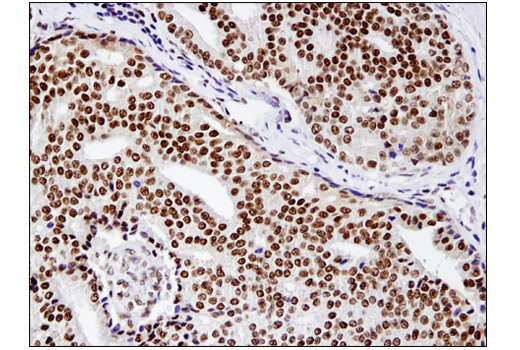 IHC-P (paraffin)