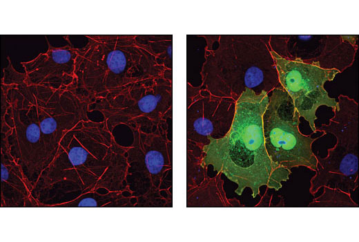confocal immunofluorescent analysis of cos-7 cells