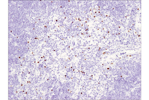 IHC-P (paraffin)