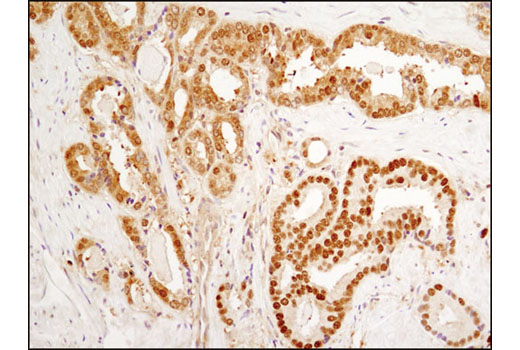 IHC-P (paraffin)