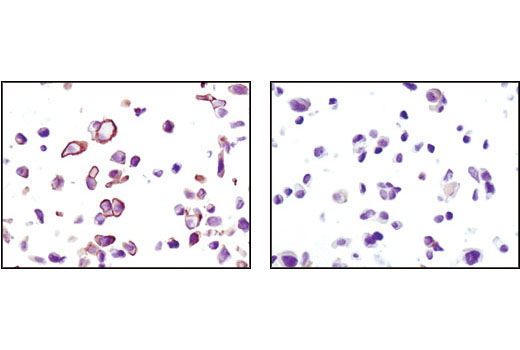 IHC-P (paraffin)