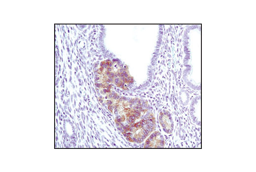 IHC-P (paraffin)