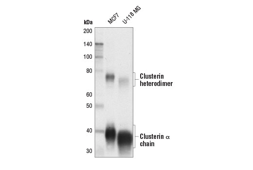 Western Blotting