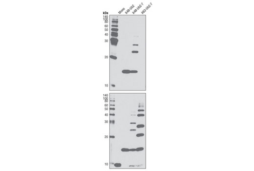 Western Blotting
