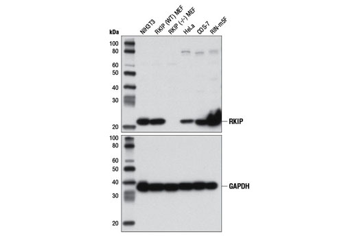 RKIP (D42F3) Rabbit mAb (上) とGAPDH (D16H11) XP® Rabbit mAb #5174 (下) を用いた、RKIP野生型 (WT) とRKIPノックアウト (-/-) MEF細胞を含むさまざまな細胞株からの抽出物のウェスタンブロット解析。RKIP MEF細胞は、シカゴ大学のMarsha Rosner博士のご厚意により提供いただきました。