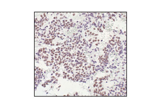 IHC-P (paraffin)