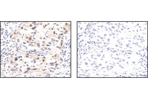 IHC-P (paraffin)