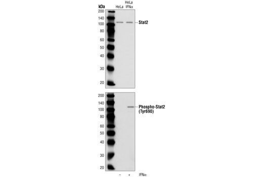 Western Blotting