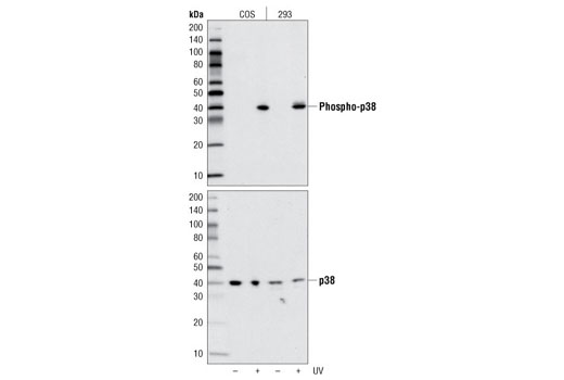 Western Blotting