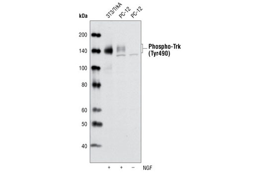 Western Blotting