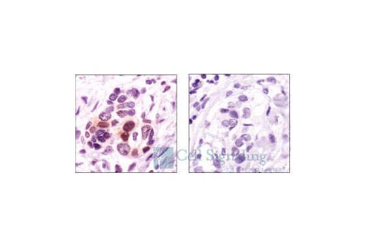IHC-P (paraffin)