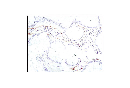 IHC-P (paraffin)