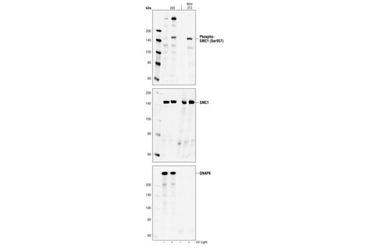 Western Blotting