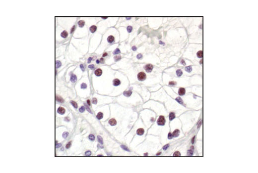 IHC-P (paraffin)