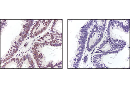 IHC-P (paraffin)