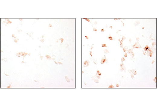 IHC-P (paraffin)