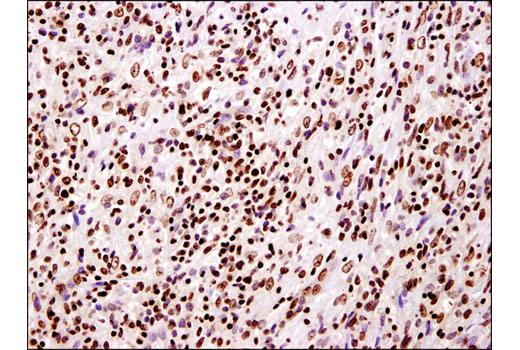 IHC-P (paraffin)