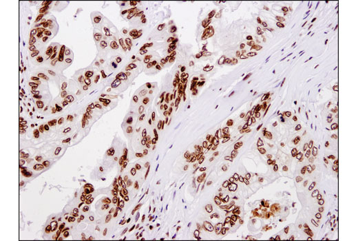 IHC-P (paraffin)