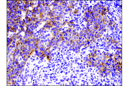 IHC-P (paraffin)