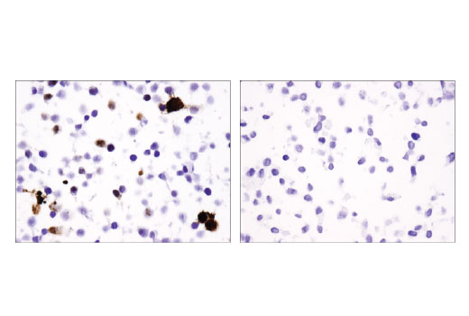 IHC-P (paraffin)