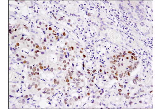IHC-P (paraffin)