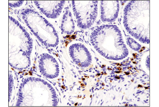 IHC-P (paraffin)