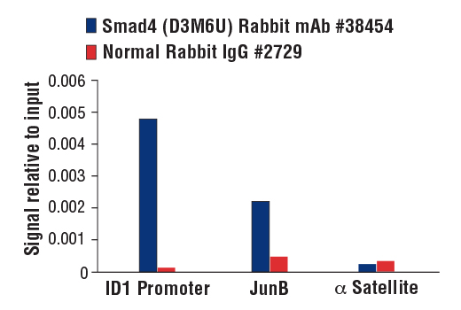 Chromatin IP