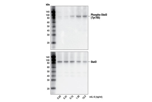 Western Blotting