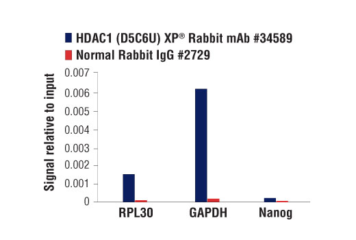 Chromatin IP