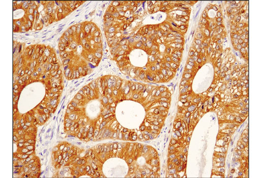 IHC-P (paraffin)