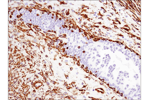 IHC-P (paraffin)