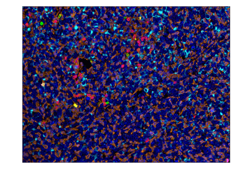 IHC-P (paraffin)