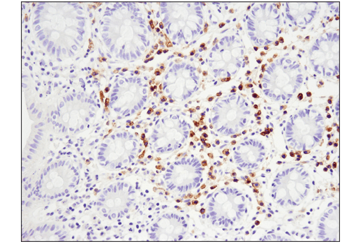 IHC-P (paraffin)