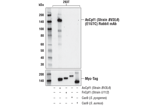 Western Blotting