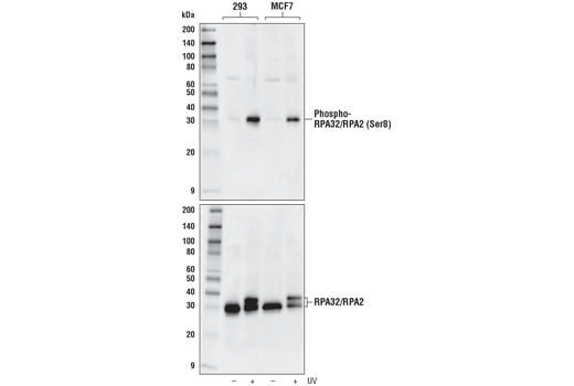 Western Blotting
