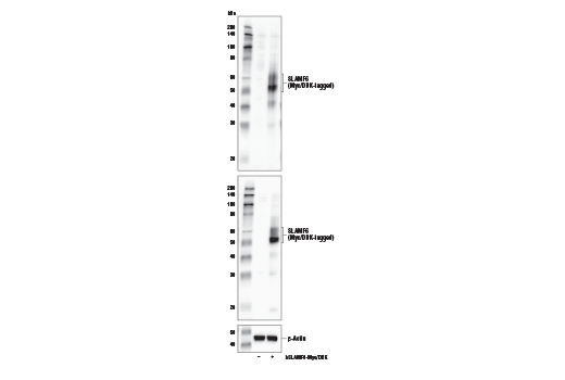 Western Blotting