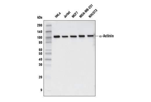 Western Blotting