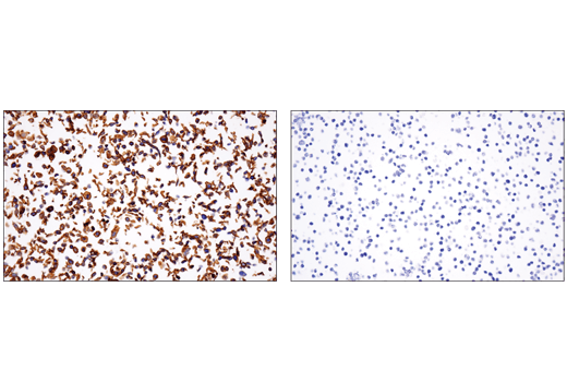 IHC-P (paraffin)