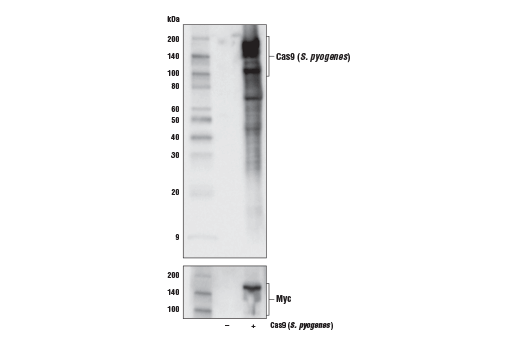 Western Blotting