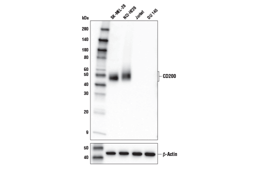 多様な細胞株からの抽出物を、CD200 (E2K4C) (上) またはβ-Actin (D6A8) (下) を用いてWBで解析しました。