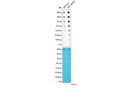 モック (-) あるいは全長のヒトMETTL3 (hMETTL3; +) を発現するコンストラクトをトランスフェクションした293T細胞の抽出物から精製したトータルRNAを、ナイロン製の転写膜にブロットしてUVでクロスリンクし、N6-Methyladenosine (m6A) (D9D9W) で検出しました。下のパネルはメチレンブルーで染色されたメンブレンを示しますが、上のパネルは、抗体はMETTL3を過剰発現した細胞でより多くのメチル化アデノシンを検出することを示しています。