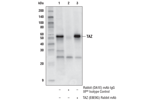 HeLa細胞抽出物からのTAZタンパク質をIPしました。レーン1は10%インプット、レーン2はRabbit (DA1E) Isotype Controlを用いた免疫沈降です。TAZ (D3I6D) を用いてウェスタンブロットで解析しました。