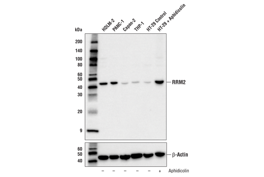 RRM2 (E7Y9J) (上) またはβ-Actin (D6A8) (下) を用いた、各種細胞株からの抽出物のWB解析。レーン5およびレーン6では、HT-29細胞を溶媒コントロール (-) あるいはAphidicolin (10μg/ mLで24時間、+) で処理することで、G1期とS期の境界でRRM2発現を増強しました。